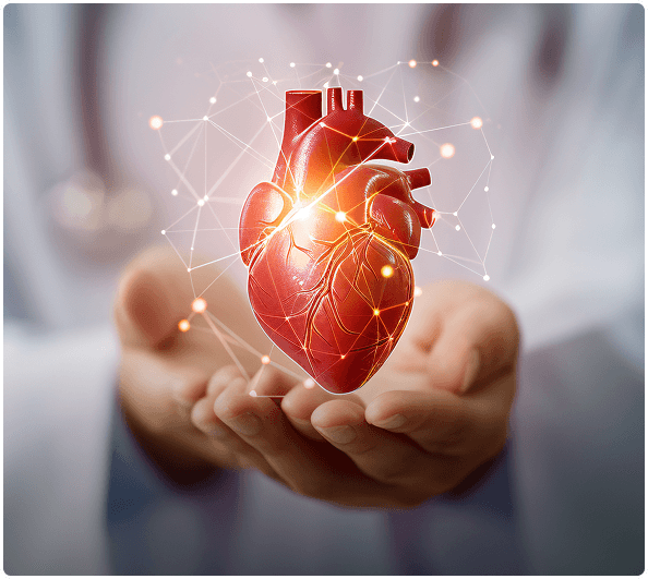Doctor holding a 3D heart model