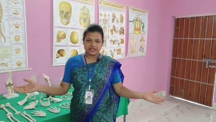 Anatomy Lab — Skeletal Models